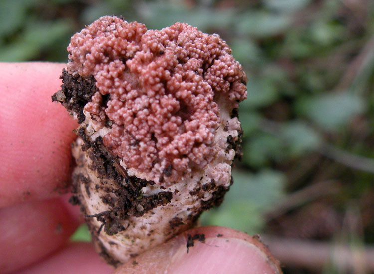 Ramaria botrytis: dubbi da Libro Rosso....